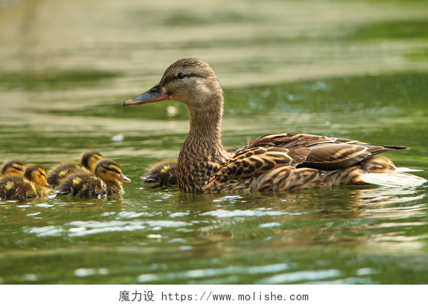 湖面中鸭子带着 一群小鸭子正在游泳女性野鸭与小鸭子在湖上